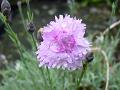 2009-0527-Dianthus_1355-12,3C